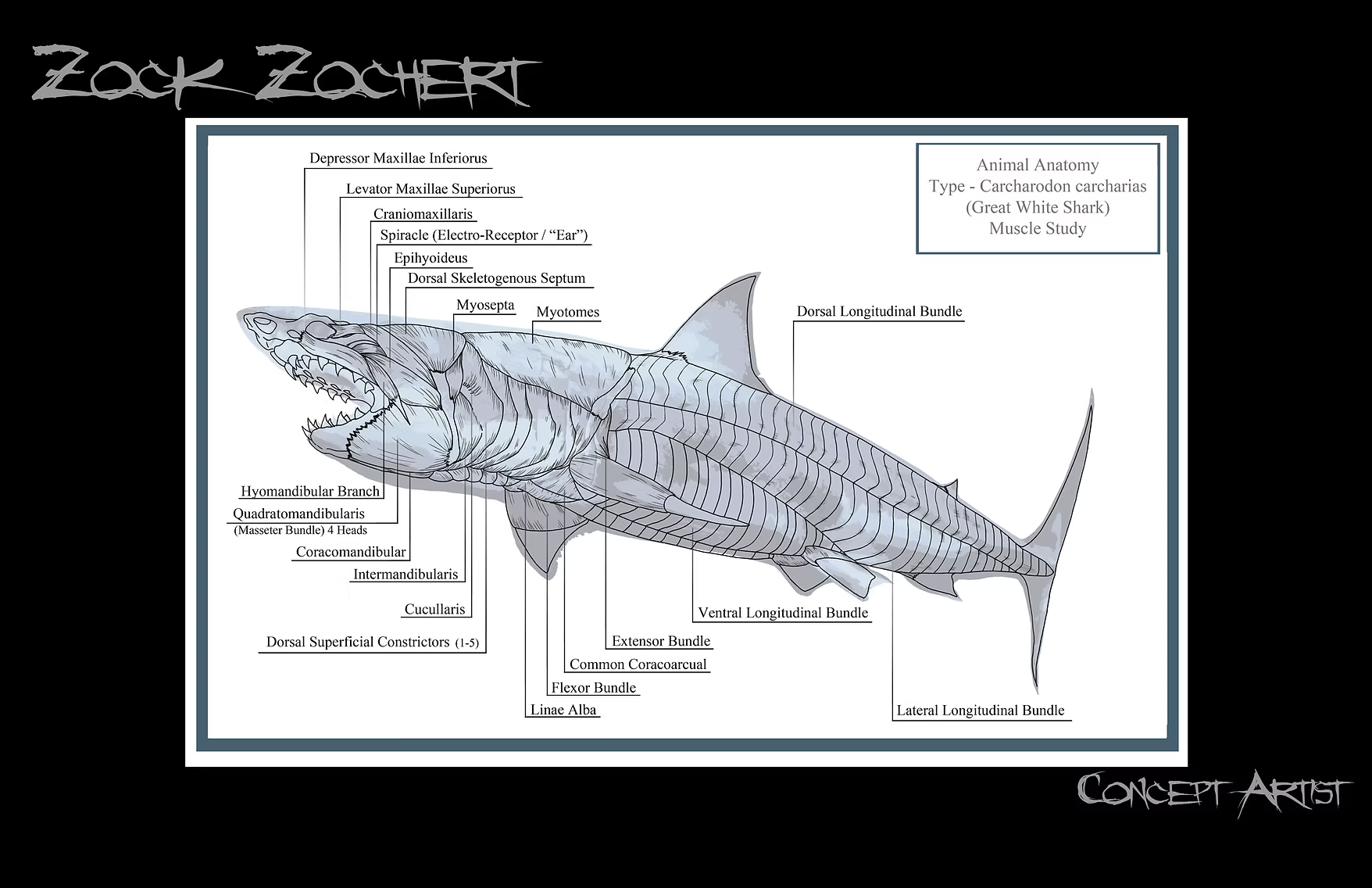 Labeled technical illustration of great white shark musculature