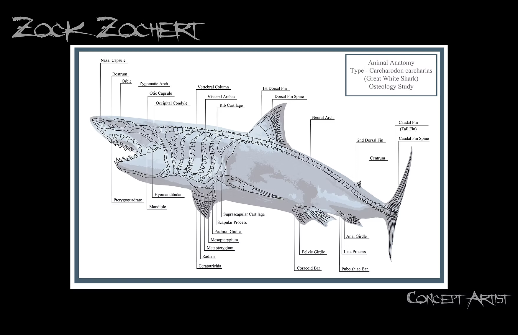 Labeled technical illustration of great white shark skeletal anatomy
